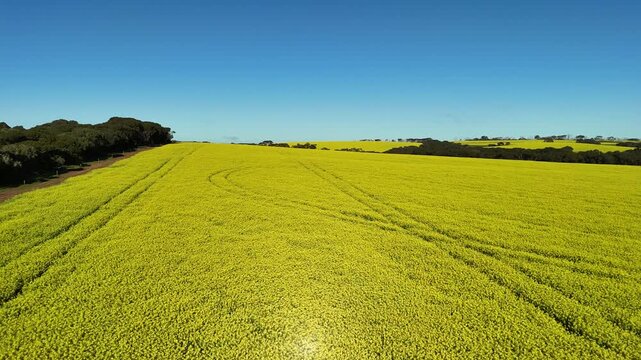 MacGillivray, Kangaroo Island, South Australia &ndash; 4K aerial drone view of spectacular yellow canola fields, rolling farmland, rural landscape and spring agricultural countryside