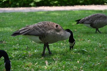 an iron bench in the park and geese, © Галина Миронюк