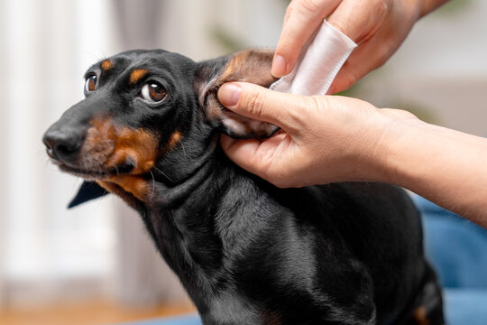 A person hand cleans the ear of a black and tan dachshund dog using a cotton wipe at home, a concept of pet grooming and hygiene care.