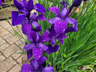 Purple Irises