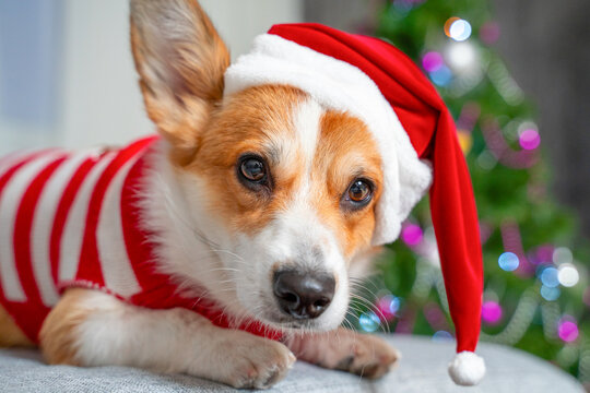 Pembroke welsh corgi dog lying on a sofa armrest wearing a santa hat and red striped sweater, closeup face and paws in focus with colorful christmas tree bokeh lights behind in cozy indoor light