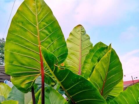 Vibrant big green taro elephant ear leaves with detailed veins growing under a clear bright blue sky outdoors.