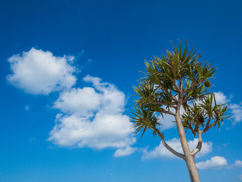 Tropical screw pine tree with pandanus fruit against vivid blue sky and clouds