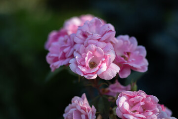 Obraz premium Collection of beautiful pink flowers 