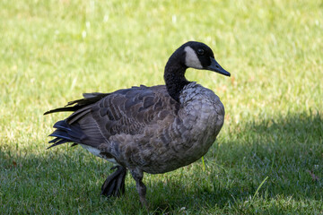 Closeup of a Canadian goose in the grass in a park   © Emily