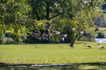 Flock of geese taking off and flying to the lake in a park  © Emily