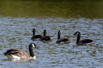 Line of geese swimming away with a closeup of one goose in a lake  © Emily