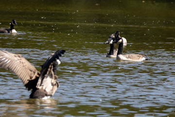 Canadian goose landing in water with two geese watching in a lake  © Emily