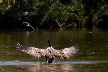 Goose with wings spread in a lake  © Emily