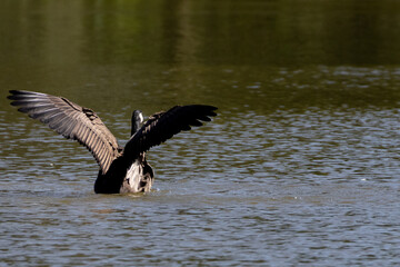 Solo Canadian goose in a lake with wings spread  © Emily
