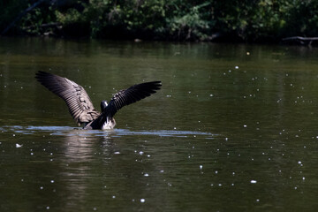 Canadian goose with wings spread in a lake in a park  © Emily