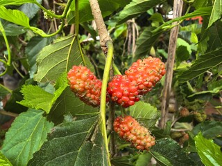 Unripe mulberry fruits  © lcwang