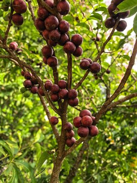 Jaboticaba tree