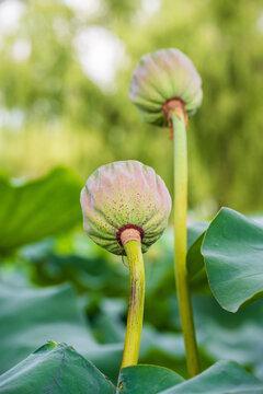 Two maturing green lotus seed pods rise on tall stems above large leaves with soft bokeh background in summer.