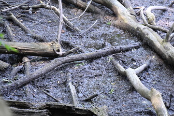 Fototapeta premium Wooden Log on a Riverbank in the Forest, Fallen wooden log lying on the riverbank surrounded by green forest and natural vegetation. Peaceful woodland landscape with water, trees and untouched nature.