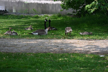 an iron bench in the park and geese, © Галина Миронюк