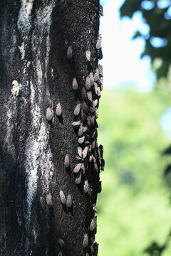 Large swarm of spotted lanternfly adults (Lycorma delicatula) covering an Amur corktree (Phellodendron amurense) in New York City. Vertical, portrait orientation. Invasive insect infestation.