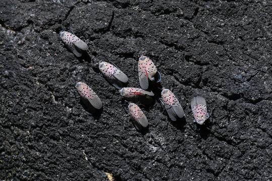 Close-up of spotted lanternfly adults (Lycorma delicatula) gathered feeding on Amur corktree bark, New York City. Invasive planthopper.
