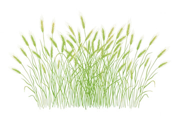 Obraz premium 白背景に孤立した、みずみずしく青々とした緑色の麦の穂や野生の草が群生している様子を、シンプルかつ繊細なタッチで描いたベクターイラストレーション。自然や農業、春から夏にかけての季節感を表現するデザインの背景や挿絵素材に最適です。
