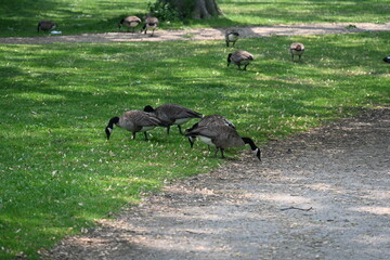 an iron bench in the park and geese, © Галина Миронюк