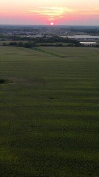 Aerial drone view vast Midwestern cornfield at sunset bordering suburban residential development and industrial infrastructure in Kansas