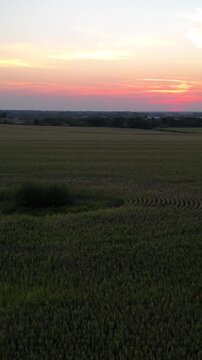 Aerial drone view vast Midwestern cornfield at sunset bordering suburban residential development and industrial infrastructure in Kansas