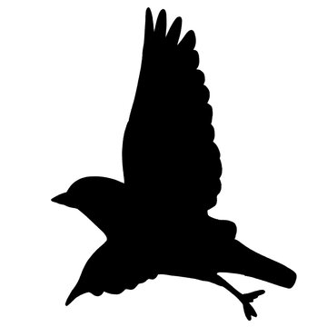 silhouette of a bird