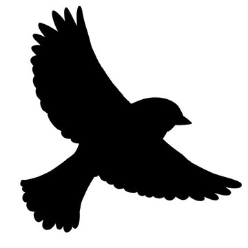 vector illustration of a dove