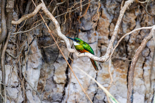 Rufous-tailed jacamar Galbula ruficauda in clean side profile on a winding pale root shows its needle shaped bill and rufous underparts in the Pantanal Mato Grosso Brazil