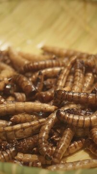 Chengdu, Sichuan, China. Fried Mealworm Larvae. Street Roasted Mealworm. Popular Snacks In Southeast Asia. New Source Of Protein. Fried Silk Worms Sichuan Snack. Mealworm Pupae Are Good Source Of