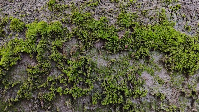 Close up of a gray concrete wall with patches of moss and discoloration abstract texture outdoor texture concrete discoloration background weathered abstract close up substance natural patte