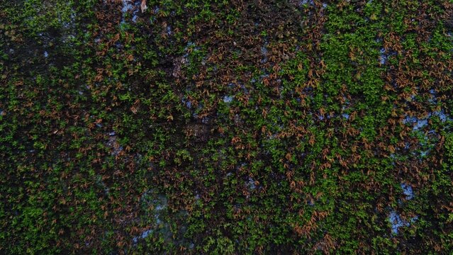 Close up of a gray concrete wall with patches of moss and discoloration abstract texture outdoor texture concrete discoloration background weathered abstract close up substance natural patte
