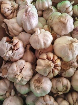 garlic