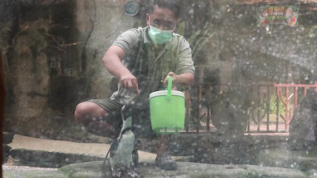 Man wears mask while feeds penguins fresh fish summer day. He crouches beside a pool, feeds penguins. Water droplets splash against glass in foreground. Background features blurred fence and stone wal