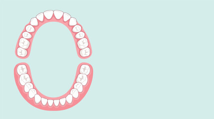 Human dental arches and teeth anatomy illustration showing upper and lower jaw with healthy teeth, oral healthcare and dentistry concept, isolated medical vector design. © AbdulRehman