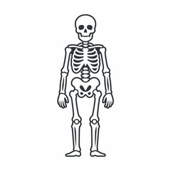 Fototapeta premium Human Skeleton Anatomical Line Art Illustration for Education AQ