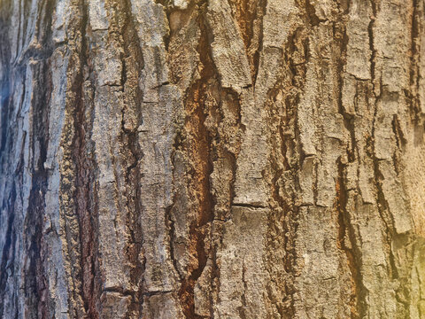 rough natural tree bark texture with deep organic ridges and solid wood surface pattern targeting environmental background design