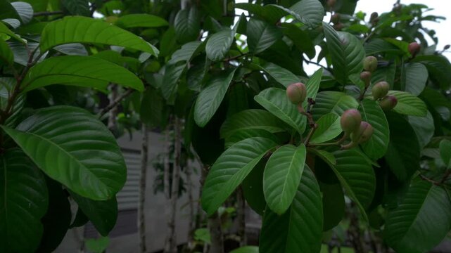 Close-up views of orchid buds and glossy leaves at Borneo Rainforest Lodge.