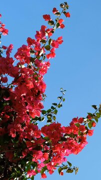 Vertical video of branch with bougainvillea flowers flutters in the wind.