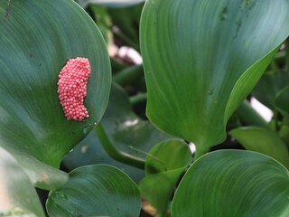 Pink golden apple snail eggs attached to a green water hyacinth leaf in a tropical freshwater pond, showcasing natural pest reproduction and vibrant wetland wildlife in vivid detail © Eka