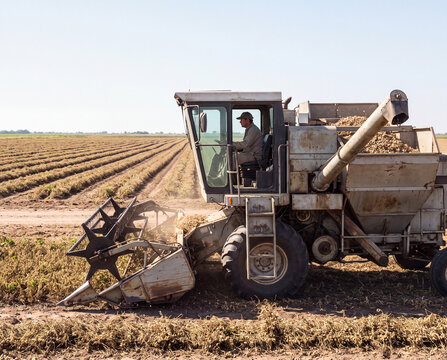 Harvester gathers a low dry crop beside parallel field windrows