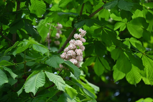 white flower of a chestnut during flowering