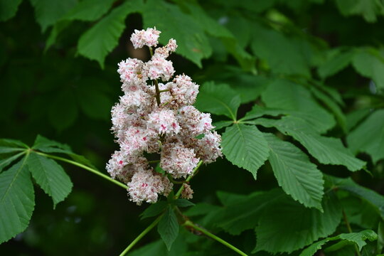 white flower of a chestnut during flowering