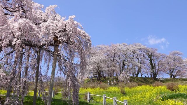 Full Bloom Weeping Cherry Blossom and Canola Flower Field under Blue Sky