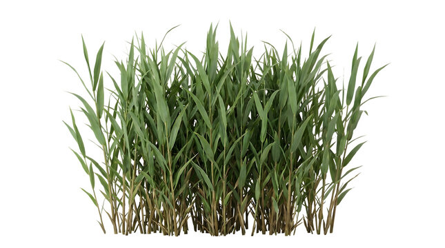 Lush green stalks of wild river reeds featuring sharp pointed leaves and dense stems captured in high resolution daylight photography isolated clearly on transparent background