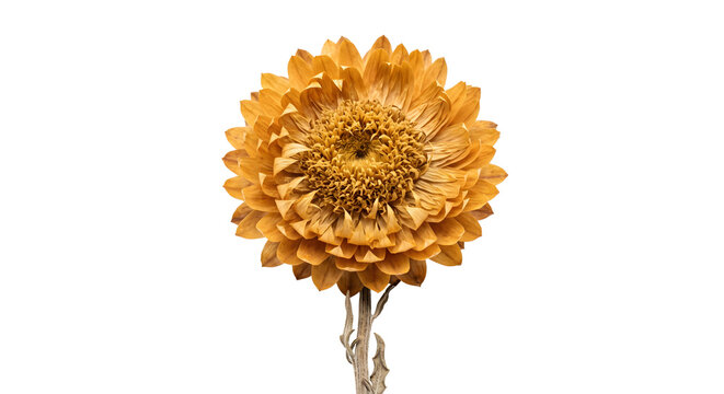 Dried strawflower blossom on transparent background