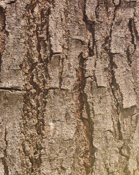 Close up macro view of rough natural tree bark texture with deep organic ridges and solid wood surface pattern for environmental background design
