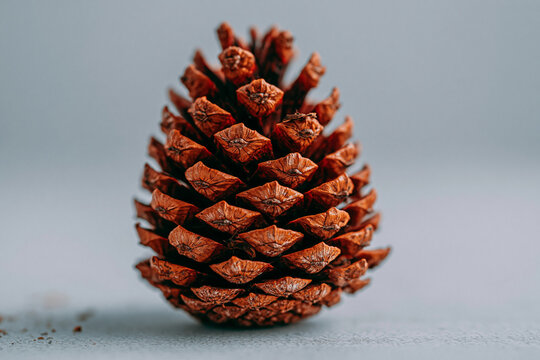 Single upright brown pine cone on gray background with conifer cone
