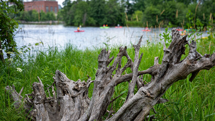 Fototapeta premium Wausau Wisconsin Riverview Landscape with Weathered Tree Roots and Distant Kayakers