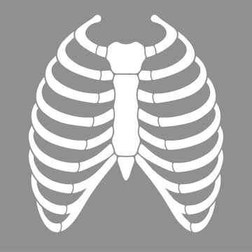 Ribcage human skeleton illustration showing thoracic anatomy bones with white flat design style isolated on a simple grey background